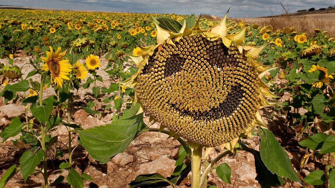 Field of sunflowers  Villalval, Burgos  Castila-Leon  Spain  Camino de Santiago  The way of St  James