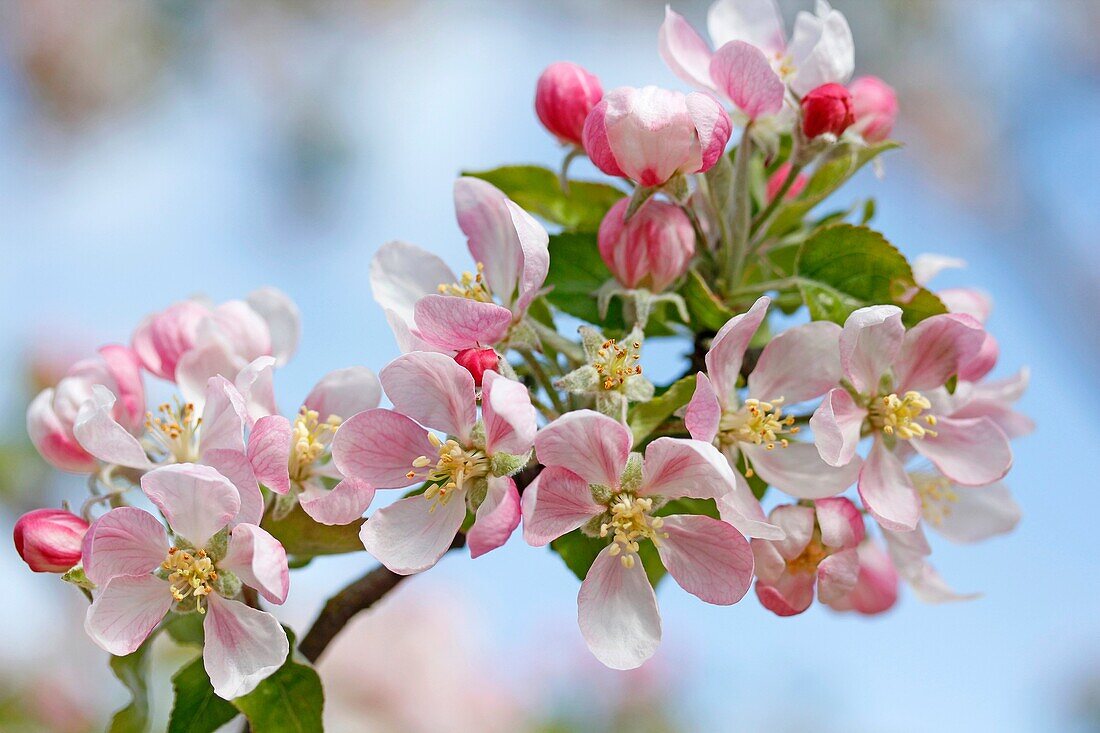 Apple blossom