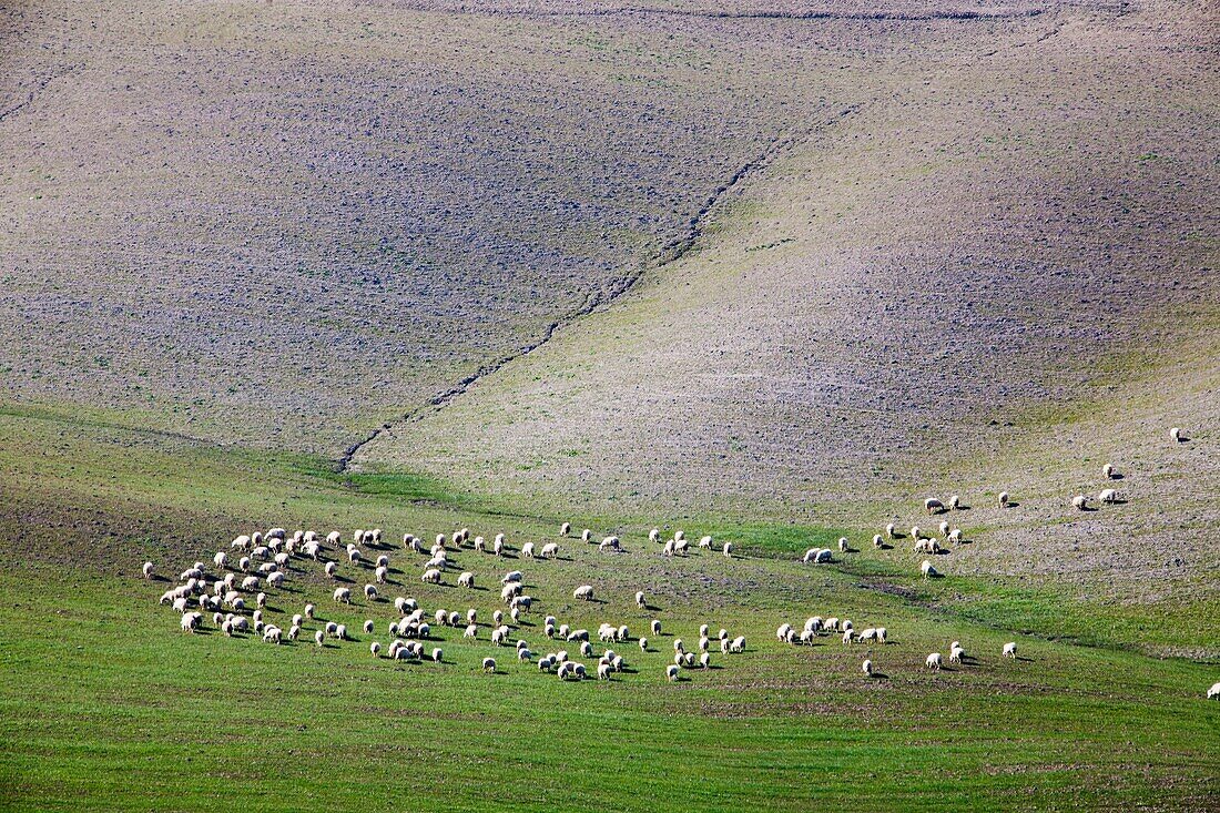 flock of sheep and landscape, crete senesi, siena, tuscany, italy, europe gregge di pecore e paesaggio, crete senesi, siena, toscana, italia, europa