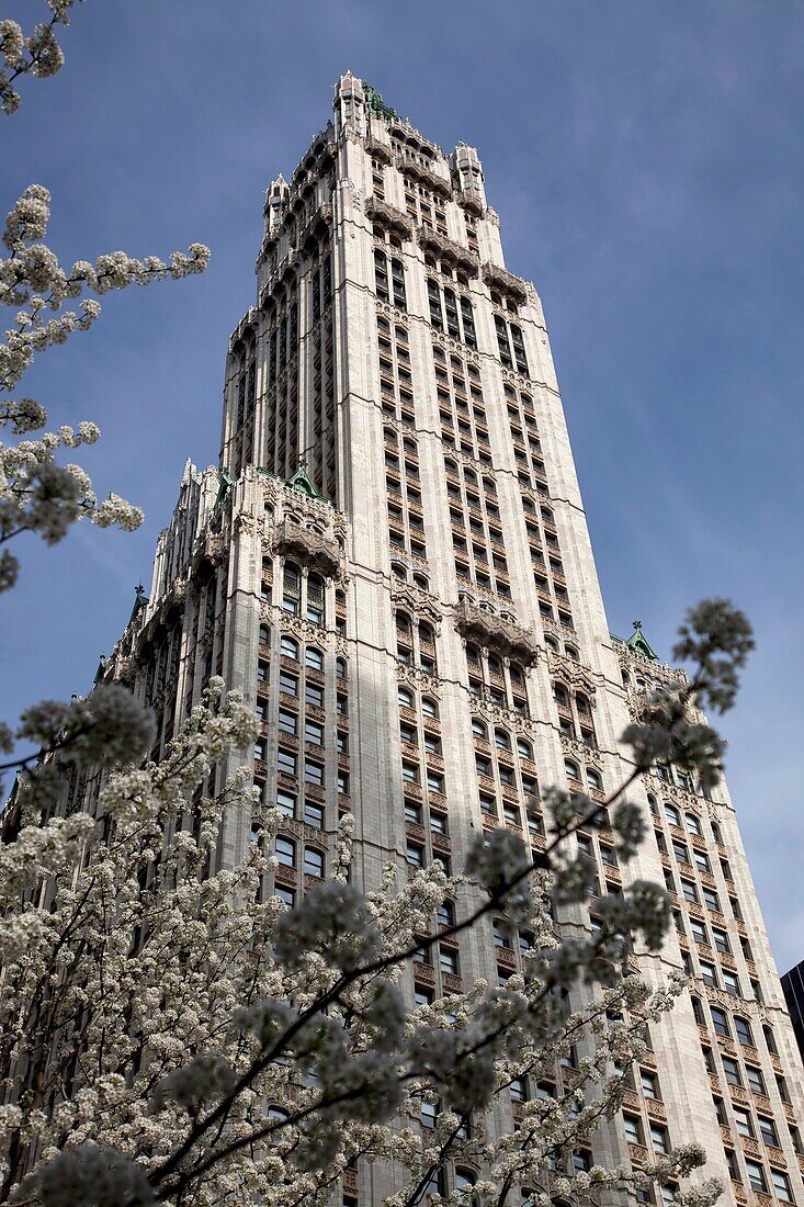 Woolworth Building, designed by Cass Gilbert, at 233 Broadway in Lower Manhattan, New York City, United States of America