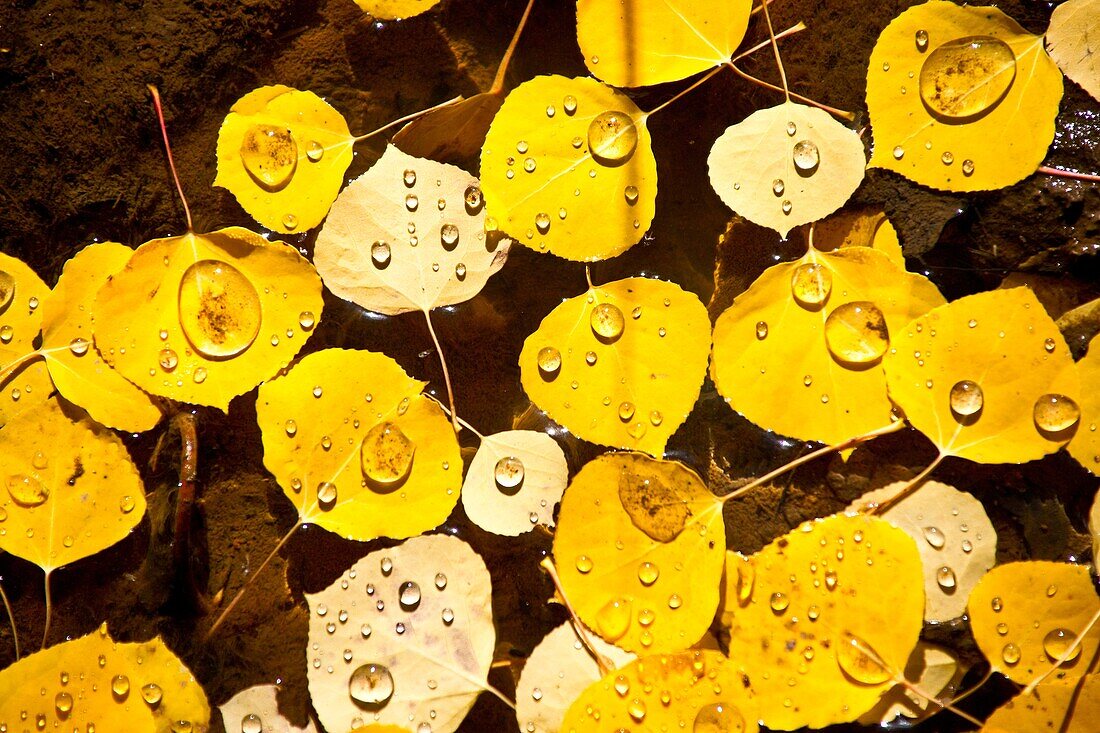 Tiny droplets of water on aspen leaves in autumn