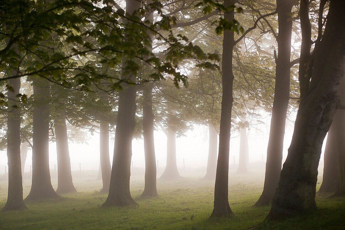 Mystic Forest, England