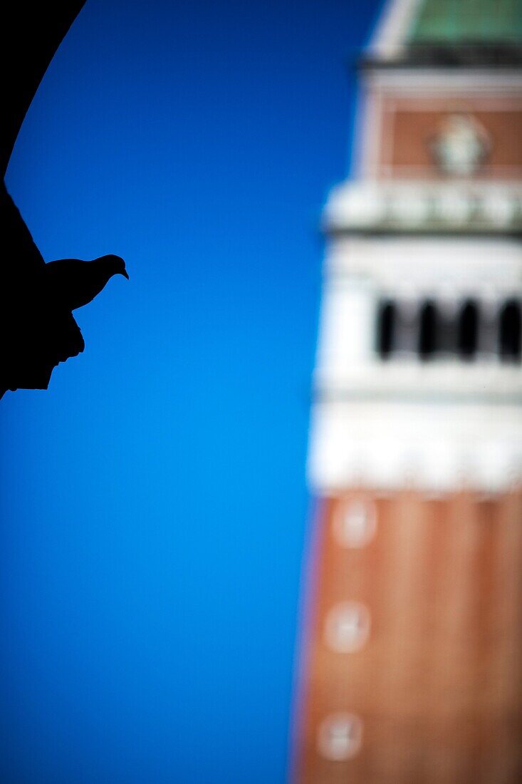 Silhouette of a dove on St Mark Square with the Campanile on the background, Venice, Italy