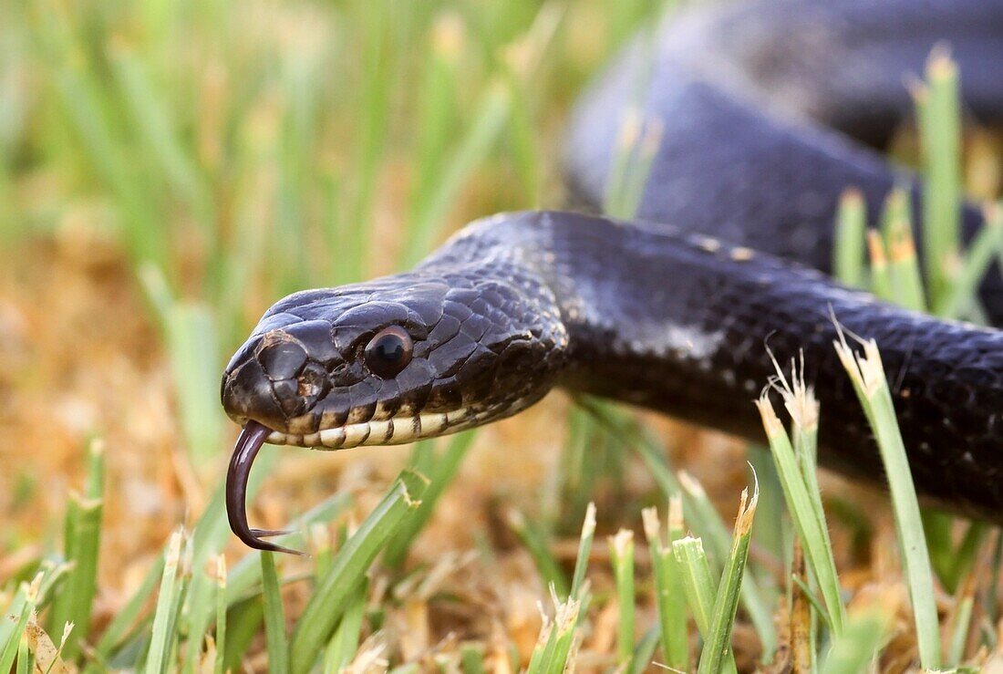 Large Whipsnake Coluber jugularis photographed in Israel in May
