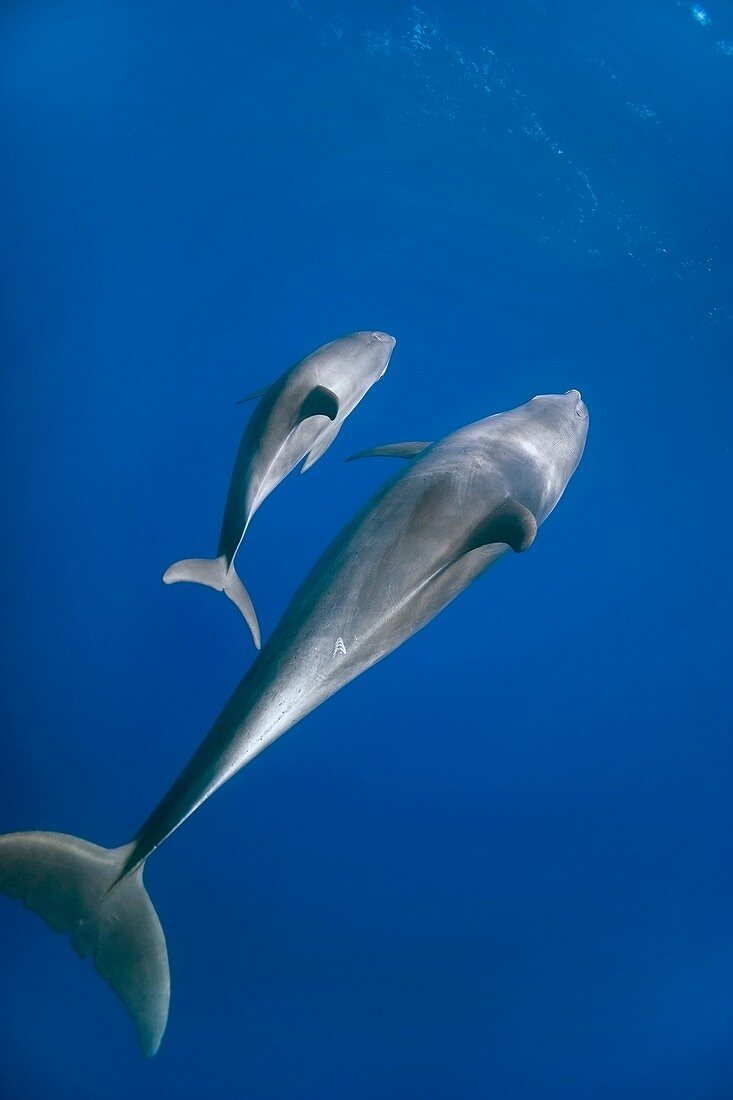 a mother Bottlenose dolphin Tursiops truncatus swims with her cub in the red sea