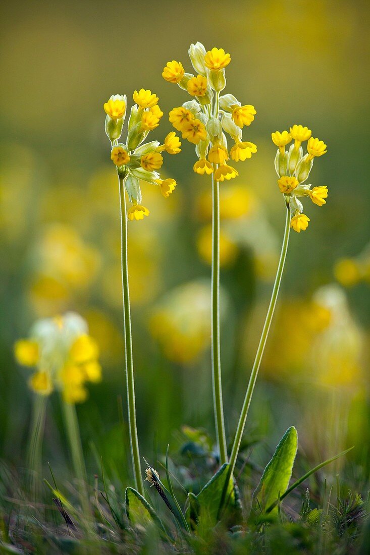 Cowslip Primula veris, flowering on meadow, North Hessen, Germany