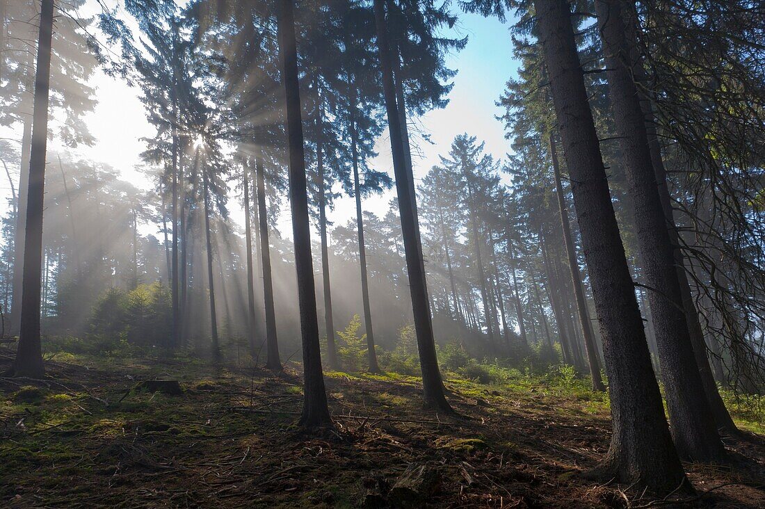 Sun filtering through mature fir wood and early morning mist in spring, Lower Saxony, Germany