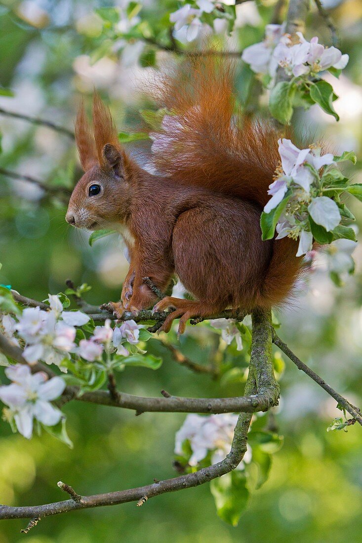 European Red Squirrel Sciurus vulgaris, sitting in flowering apple tree, Lower Saxony, Germany