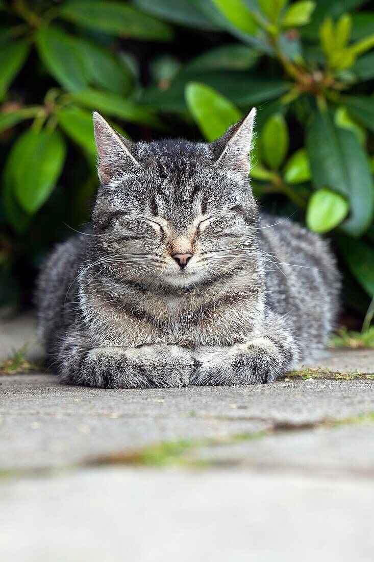Cat, taking a nap in garden, Lower Saxony, Germany