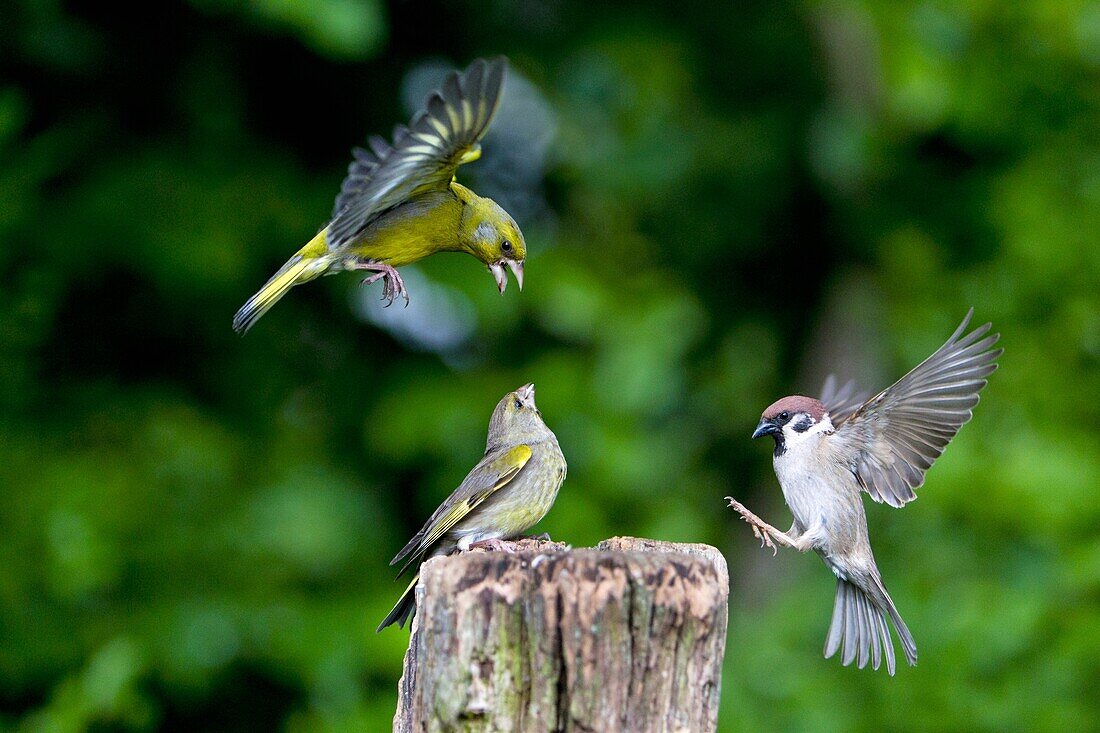 Greenfinch, Carduelis chloris and Tree Sparrow Passer montanus, in flight, Lower Saxony, Germany