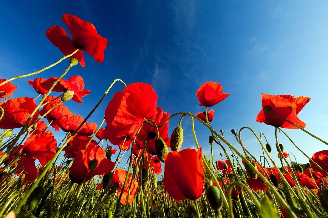 Common Poppy Papaver rhoeas, flowering on farmland, Lower Saxony, Germany