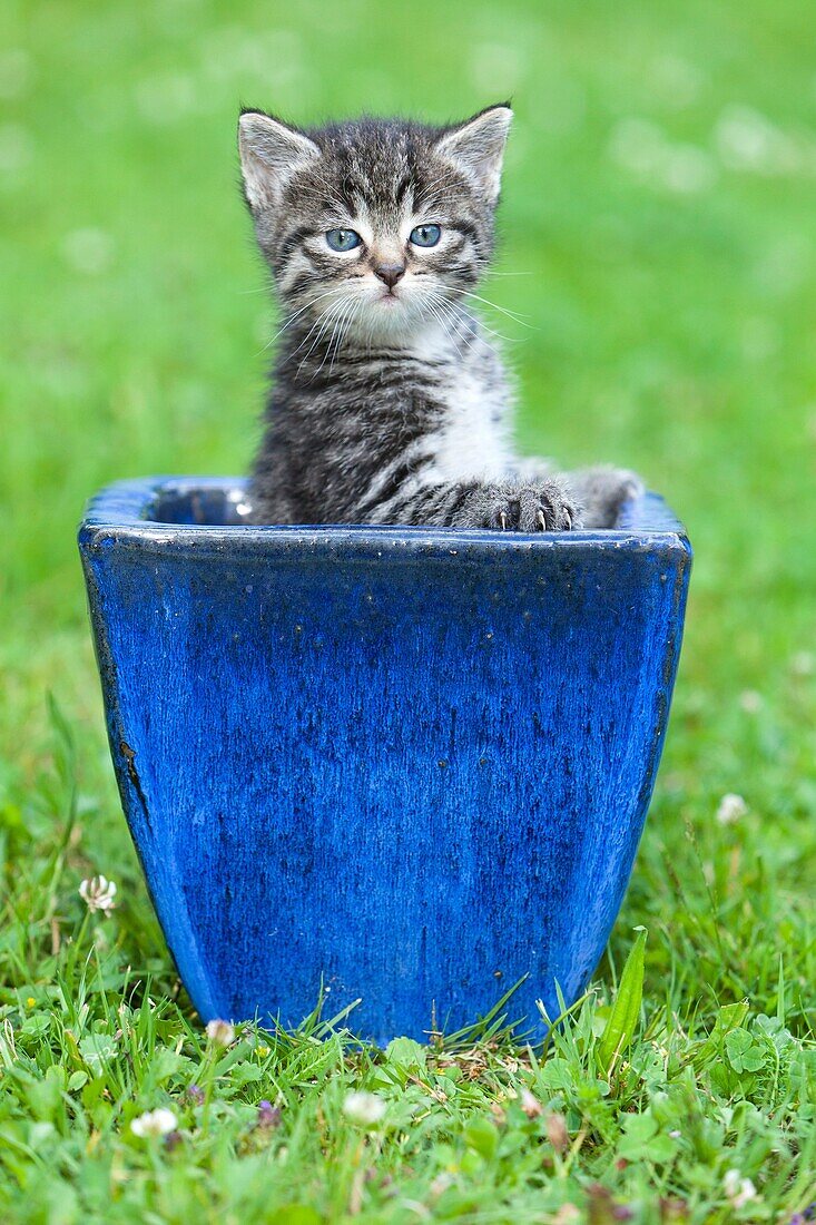 Kitten, playing in plant pot on garden lawn, Lower Saxony, Germany
