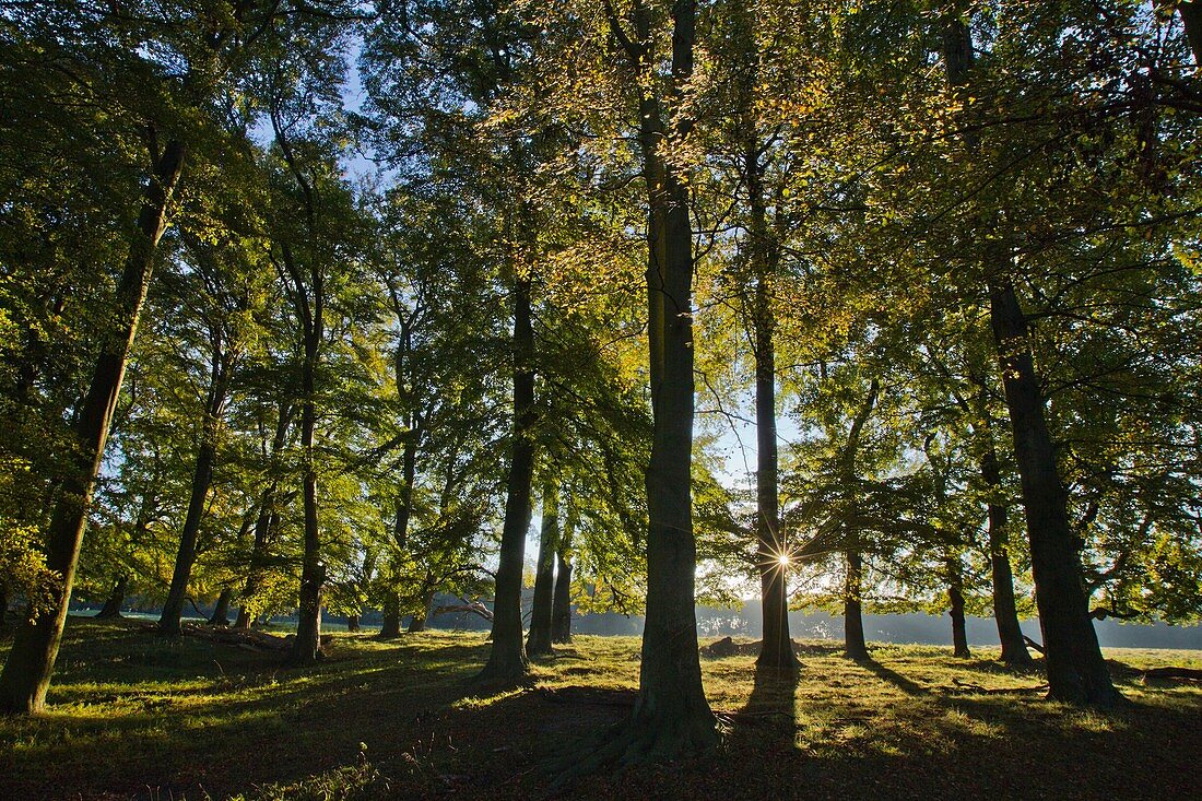 Beech Tree Fagus sylvatica, Autumn Morning Sunshine, Shining through Trees in Woodland, Sjaelland, Denmark