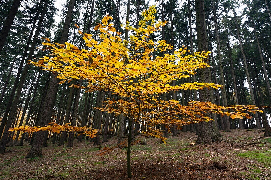 Beech Tree Fagus sylvatica, in Autumn Colour ,standing in Fir Monoculture Forestry, Lower Saxony, Germany