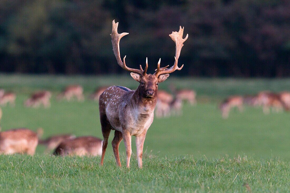Fallow Deer Dama dama, Buck, Royal Deer Park, Klampenborg, Copenhagen, Sjaelland, Denmark