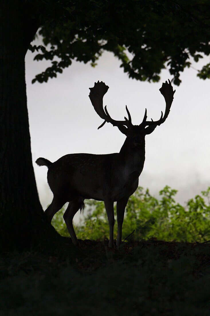 Fallow Deer Dama dama, Buck standing at Wood Edge, Royal Deer Park, Klampenborg, Copenhagen, Sjaelland, Denmark