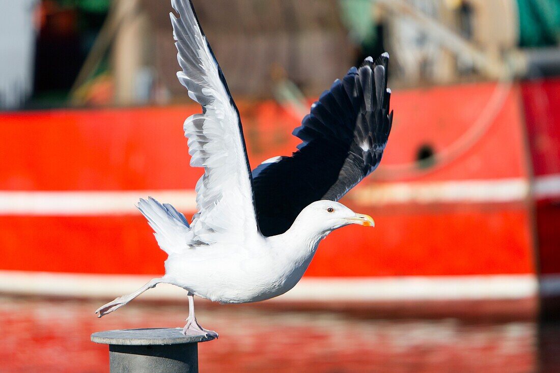 Black-backed Seagull Larus fucus, in Take-off Flight, Gillelije Harbour, Sjaelland, Denmark