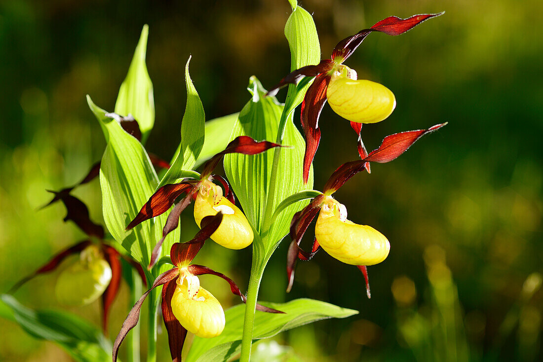 Gelbe Frauenschuh, Cypripedium calceolus, Orchidee, Oberbayern, Bayern, Deutschland