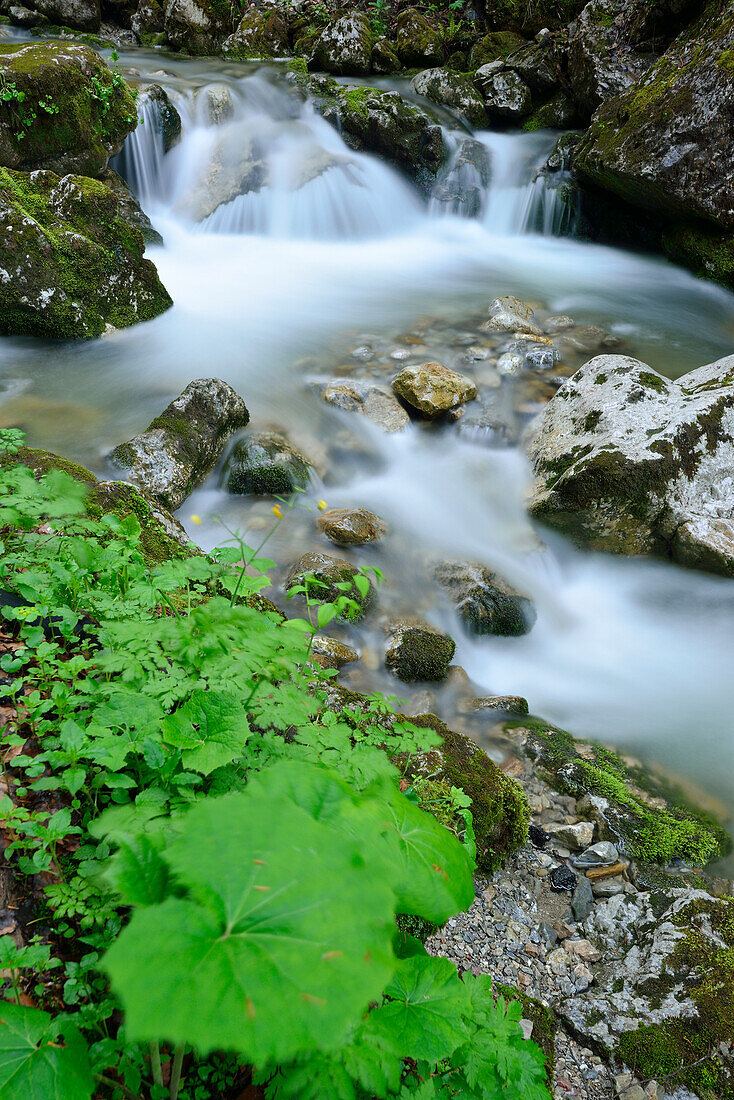 Gebirgsbach fließt über Wasserfallstufe, Tegernsee, Bayerische Alpen, Oberbayern, Bayern, Deutschland