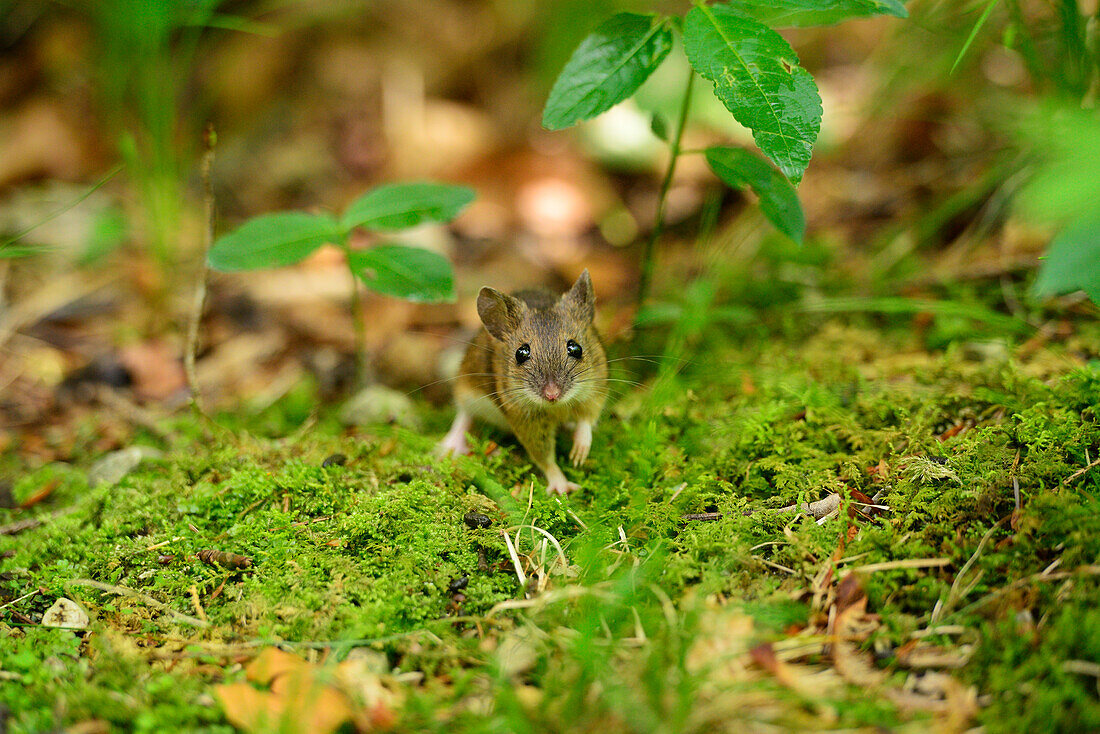 Wood mouse running over moss, Apodemus sylvaticus, Chiemgau, Chiemgau range, Upper Bavaria, Bavaria, Germany