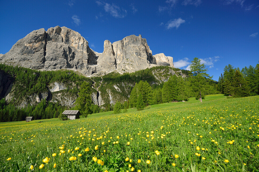 Flowering meadow and hay barn in front of Sella range, Sella range, Dolomites, UNESCO world heritage site Dolomites, South Tyrol, Italy