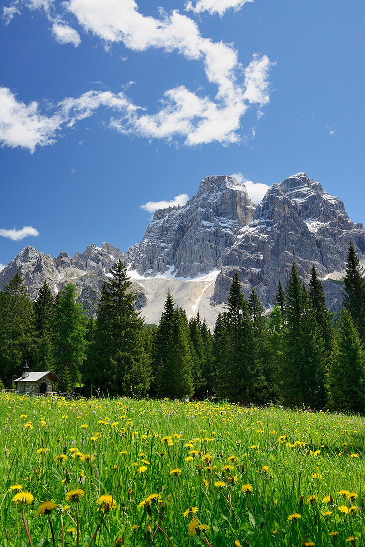 Blumenwiese vor Monte Pelmo, Dolomiten, UNESCO Weltnaturerbe Dolomiten, Venetien, Italien