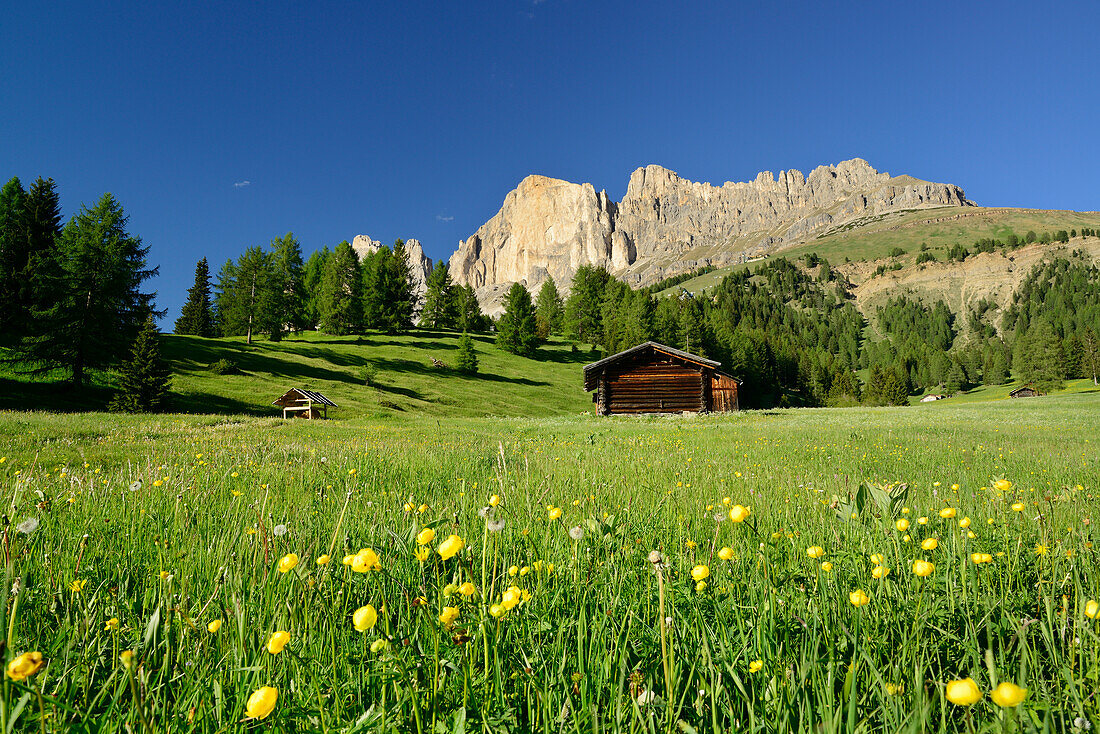 Flowering meadow and hay barns in front of Rotwand, Rosengarten range, Dolomites, UNESCO world heritage site Dolomites, South Tyrol, Italy