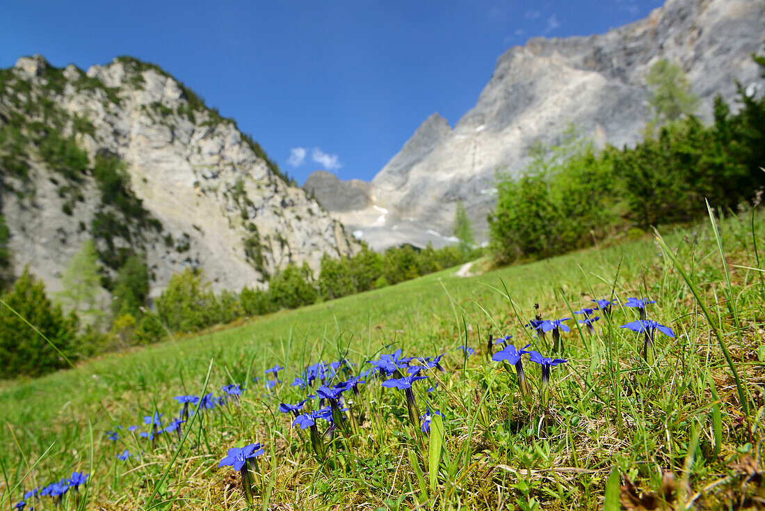 Spring Gentian, Gentiana verna, on an alpine meadow near the Zugspitze, Wetterstein range, Tyrol, Austria