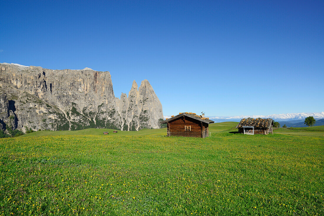 Flowering meadow and hay barn in front of Schlern and Rosszaehne, Seiseralm, Dolomites, UNESCO world heritage site Dolomites, South Tyrol, Italy