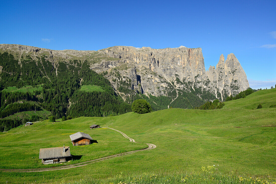 Almwiesen und Heustadel vor Schlern und Rosszähne, Seiseralm, Dolomiten, UNESCO Weltnaturerbe Dolomiten, Südtirol, Italien