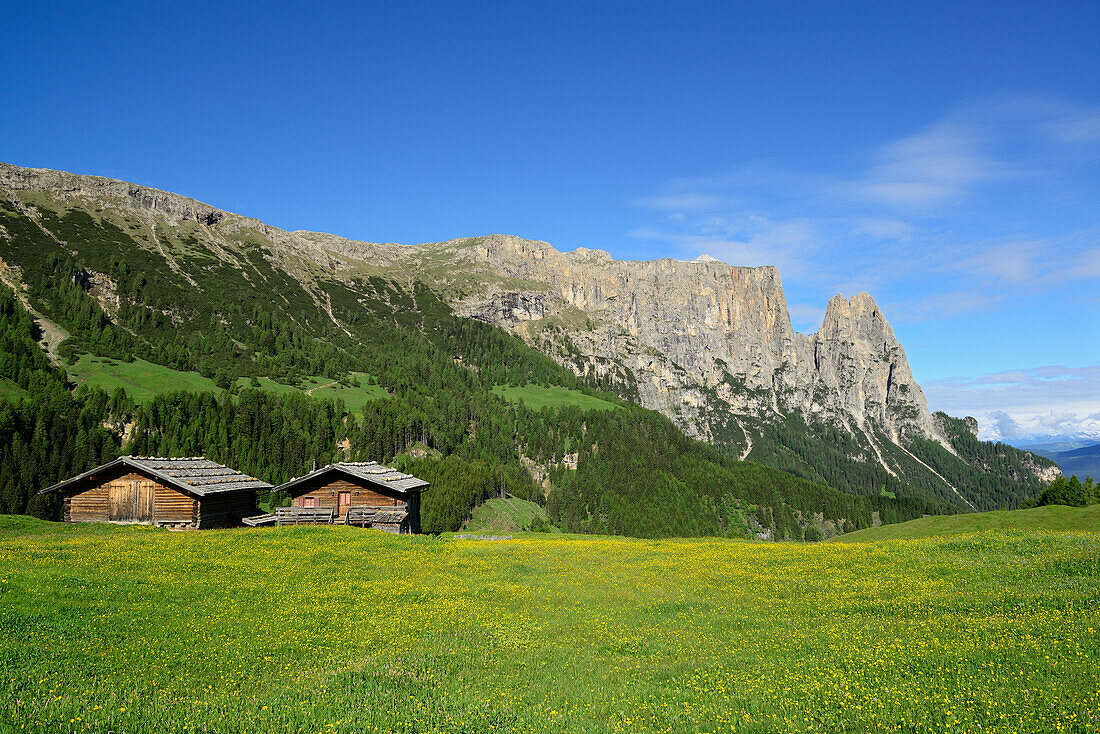 Blumenwiese und Heustadel vor Schlern und Rosszähne, Seiseralm, Dolomiten, UNESCO Weltnaturerbe Dolomiten, Südtirol, Italien