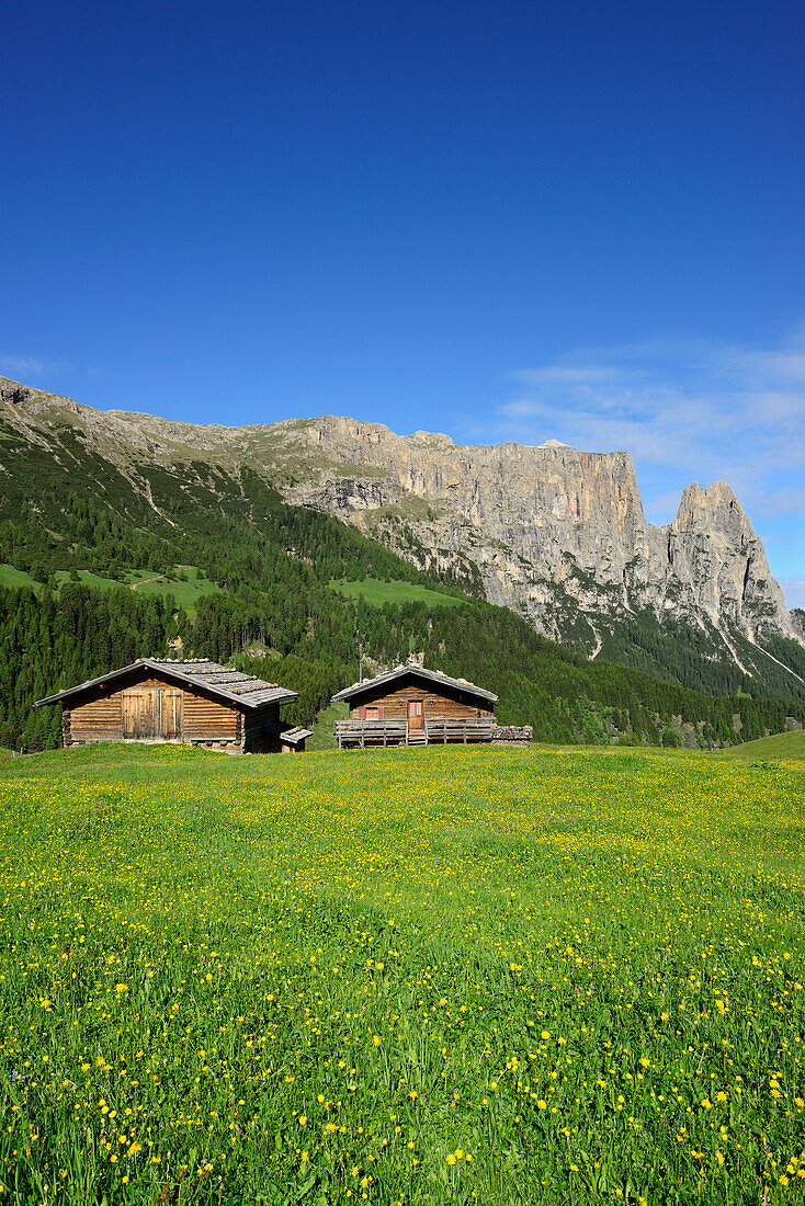 Blumenwiese und Heustadel vor Schlern und Rosszähne, Seiseralm, Dolomiten, UNESCO Weltnaturerbe Dolomiten, Südtirol, Italien