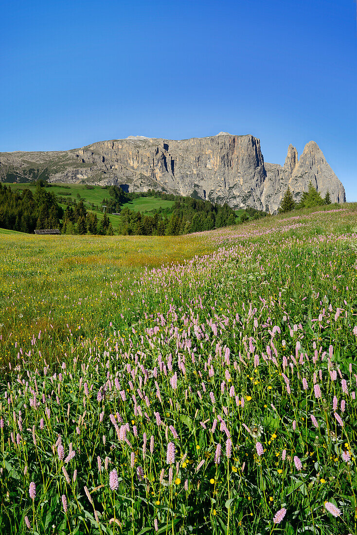 Blumenwiese vor Schlern und Rosszähne, Seiseralm, Dolomiten, UNESCO Weltnaturerbe Dolomiten, Südtirol, Italien