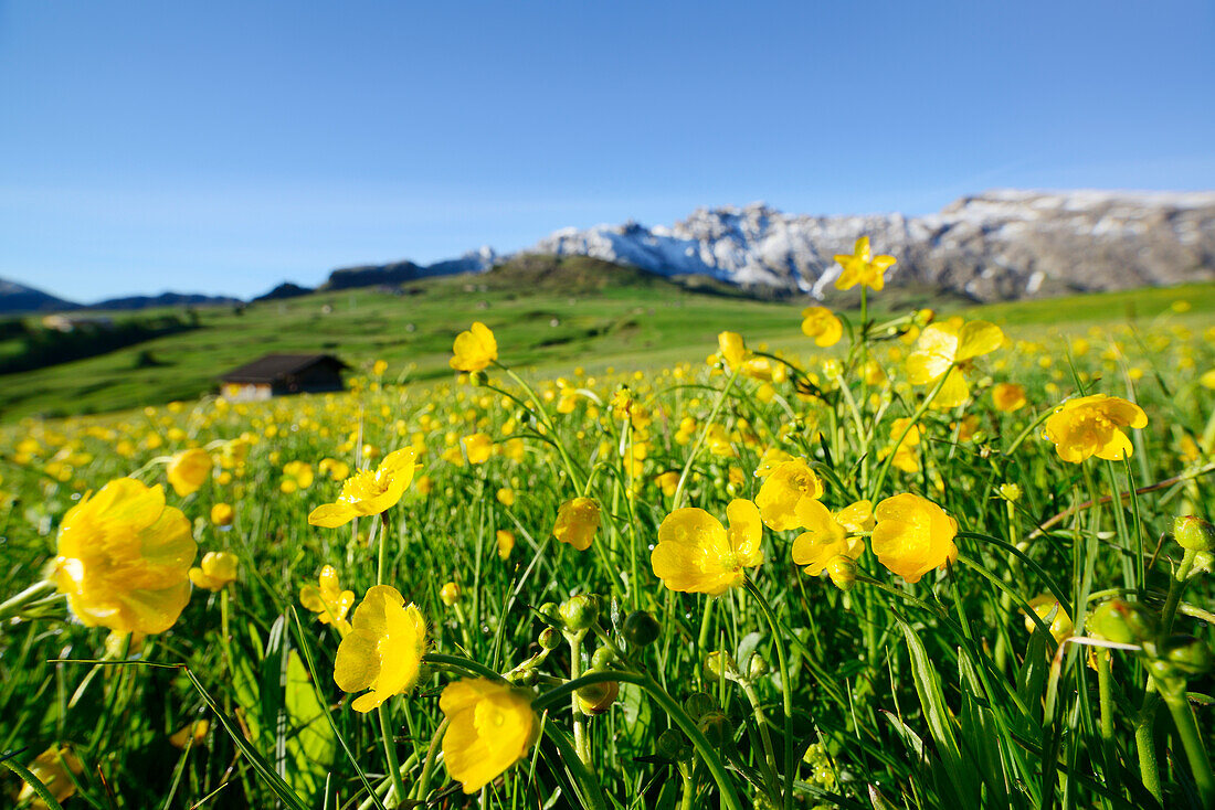 Blumenwiese mit Hahnenfuß, Seiseralm, Dolomiten, UNESCO Weltnaturerbe Dolomiten, Südtirol, Italien