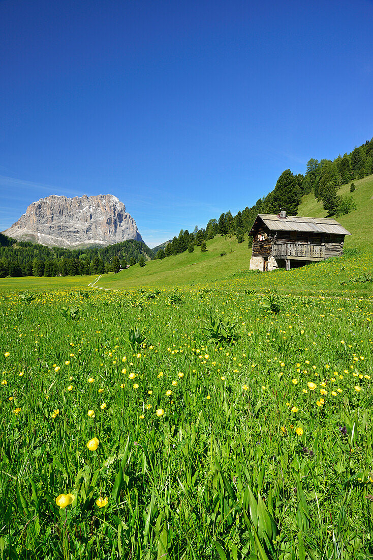 Flowering meadow with hay barn in front of Langkofel, Langkofel, Dolomites, UNESCO world heritage site Dolomites, South Tyrol, Italy