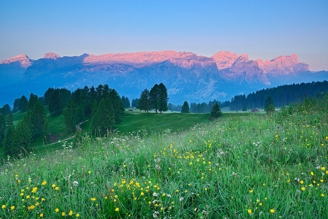 Blumenwiese mit Blick auf Gardenaccia, Puezgruppe und Geislergruppe, Gadertal, Dolomiten, UNESCO Weltnaturerbe Dolomiten, Südtirol, Italien