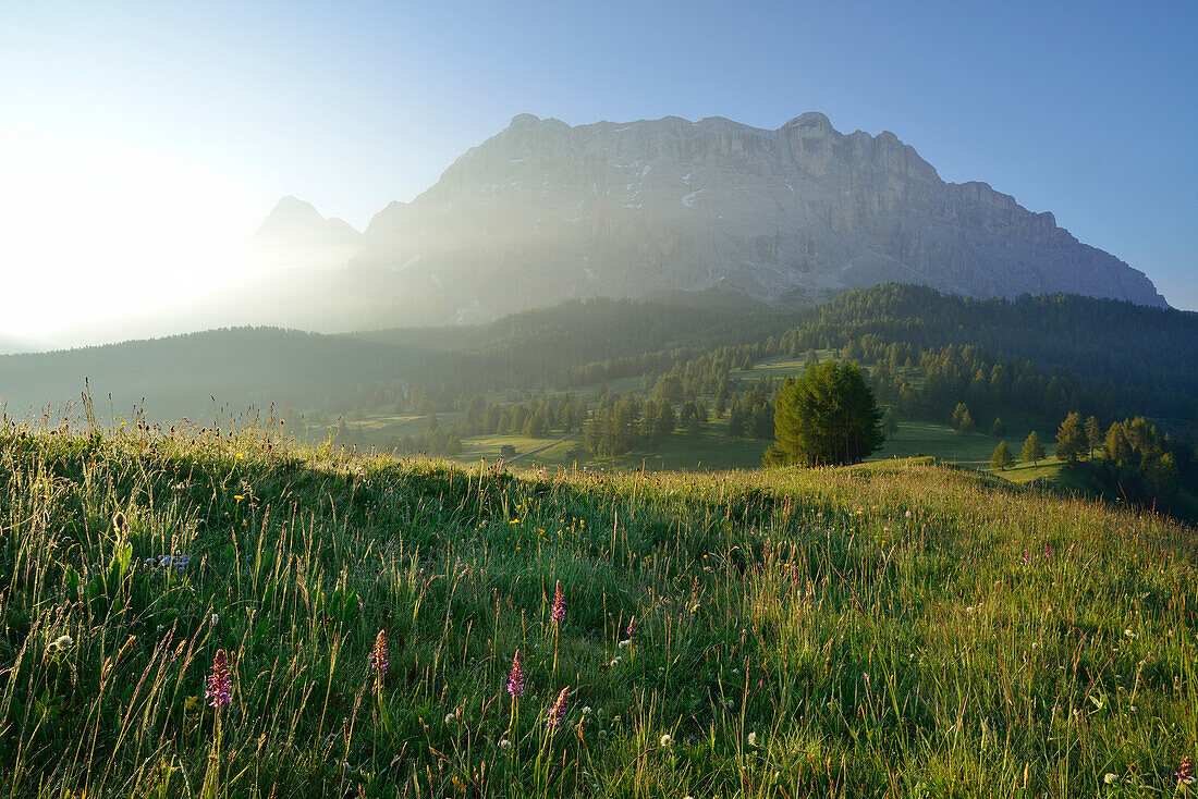 Flowering meadow in front of Heiligkreuzkofel, Val Badia, Dolomites, UNESCO world heritage site Dolomites, South Tyrol, Italy