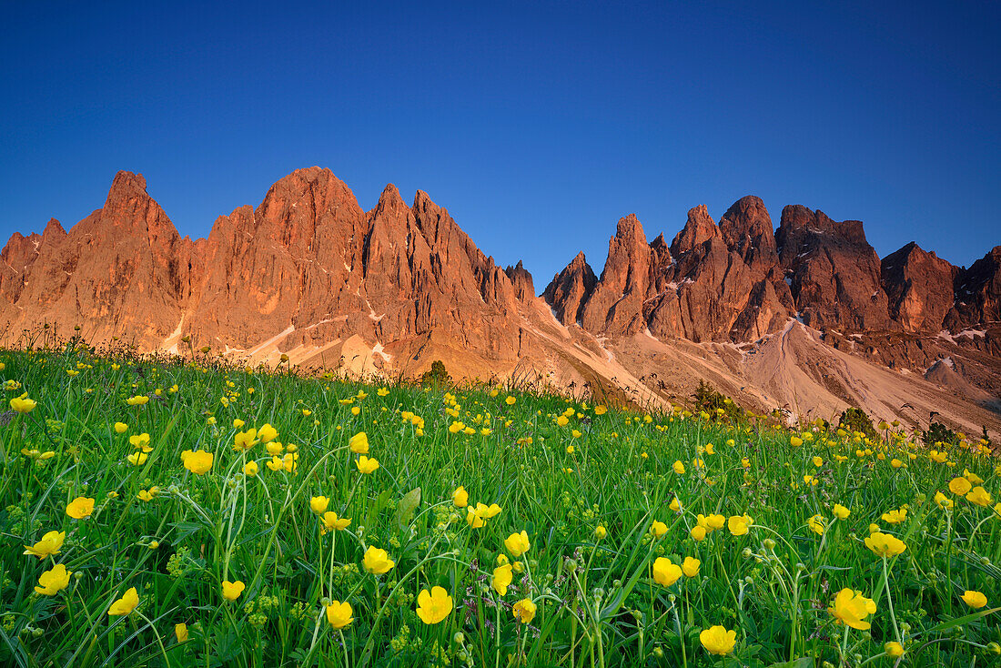 Blumenwiese mit Geislergruppe, Geisler, Dolomiten, UNESCO Weltnaturerbe Dolomiten, Südtirol, Italien