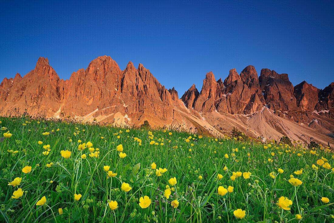 Flowering meadow in front of Geisler, Geisler range, Geisler, Dolomites, UNESCO world heritage site Dolomites, South Tyrol, Italy