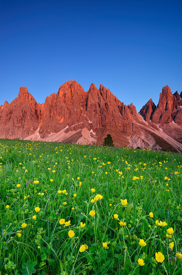 Flowering meadow in front of Geisler, Geisler range, Geisler, Dolomites, UNESCO world heritage site Dolomites, South Tyrol, Italy