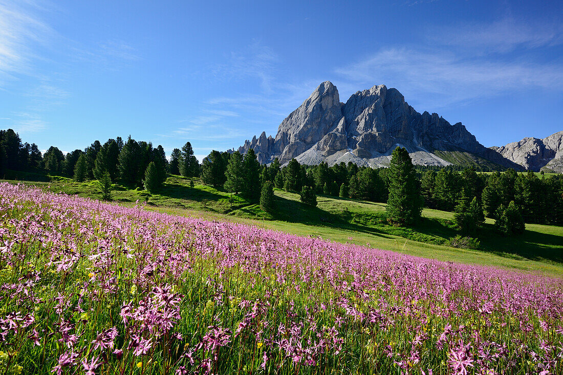 Blumenwiese vor Peitlerkofel, Peitlerkofel, Dolomiten, UNESCO Weltnaturerbe Dolomiten, Südtirol, Italien