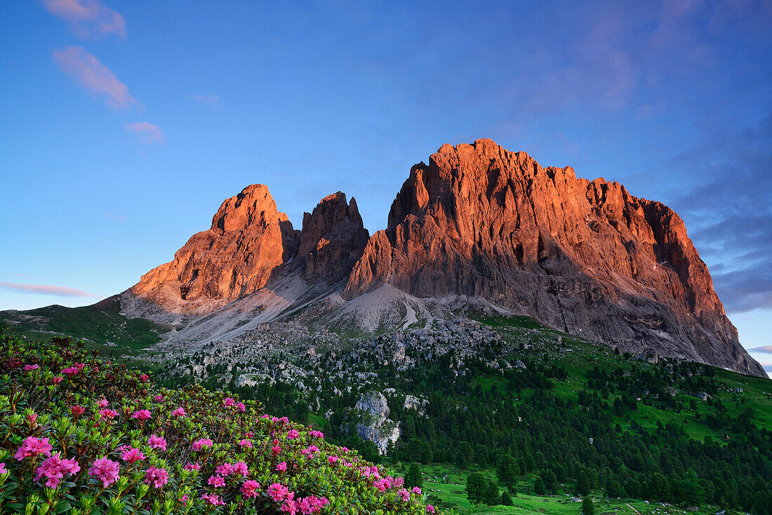 Alpenrosen vor Langkofelgruppe und Steinerne Stadt, Langkofel, Dolomiten, UNESCO Weltnaturerbe Dolomiten, Südtirol, Italien