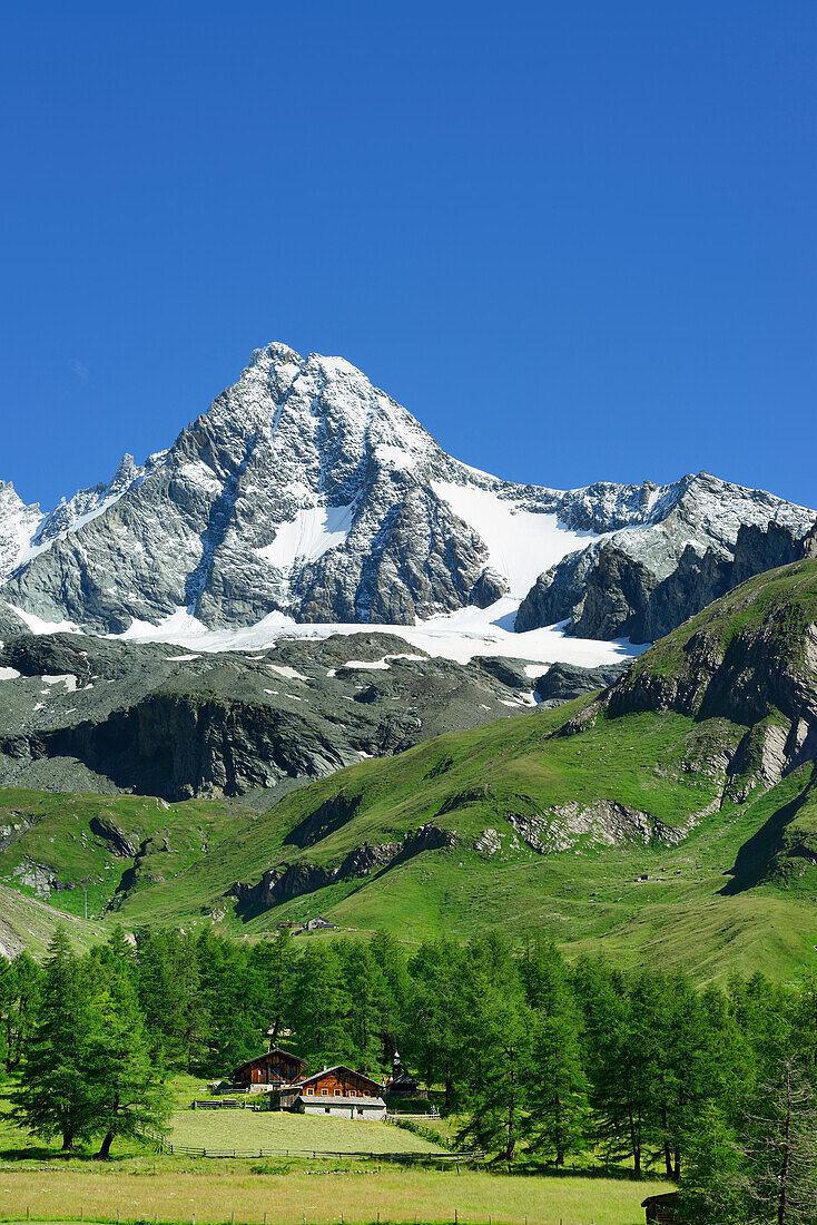 Almen vor Großglockner, Luckneralm, Großglockner, Nationalpark Hohe Tauern, Osttirol, Österreich