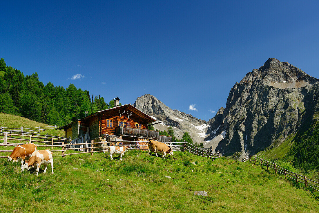 Alpine hut with cows in front of Gloedis and Ganot, Schober range, National Park Hohe Tauern, East Tyrol, Austria
