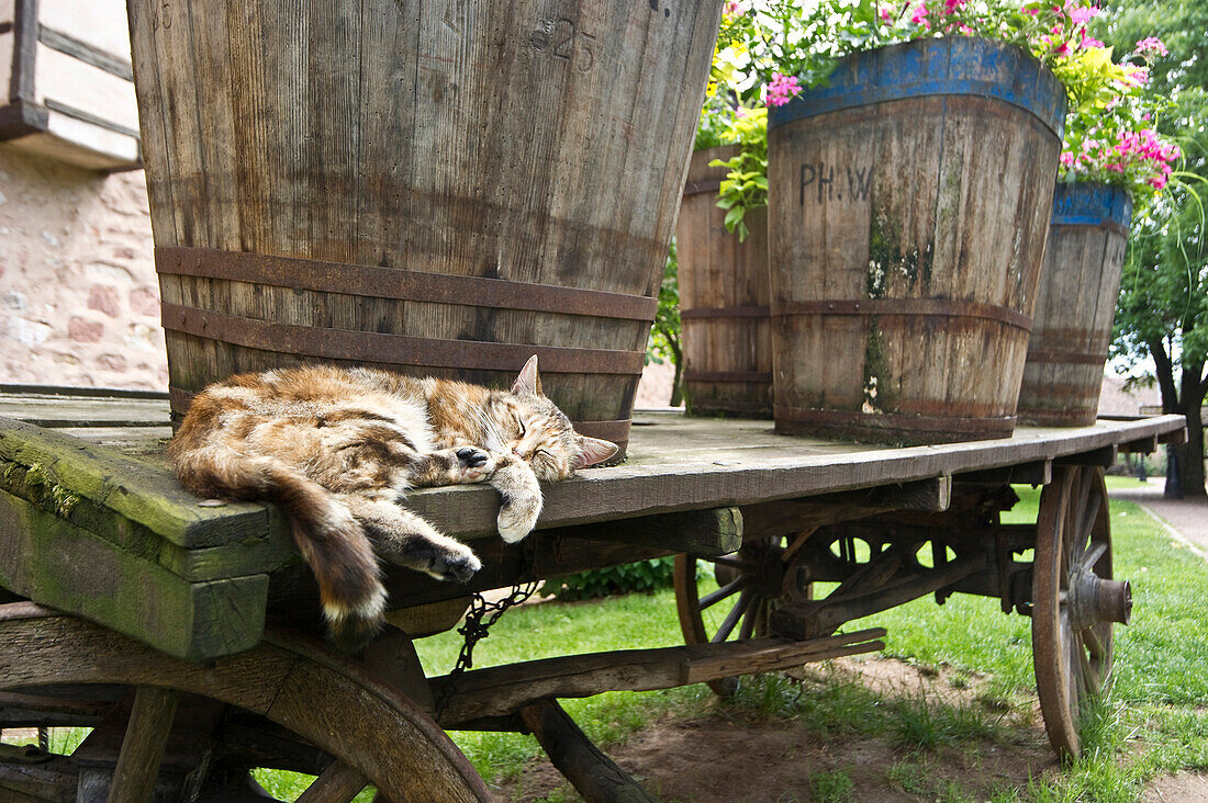 Dösende Katze und alte Weinfässer, Riquewihr, Elsass, Frankreich