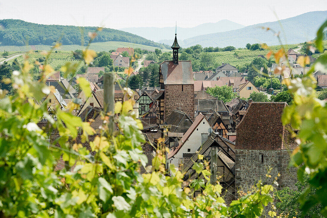 Panoramic view with vineyards, Riquewihr, Alsace, France