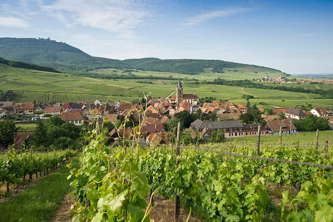 Rodern und Weinberge, im Hintergrund das Château du Haut-Koenigsbourg, Elsass, Frankreich