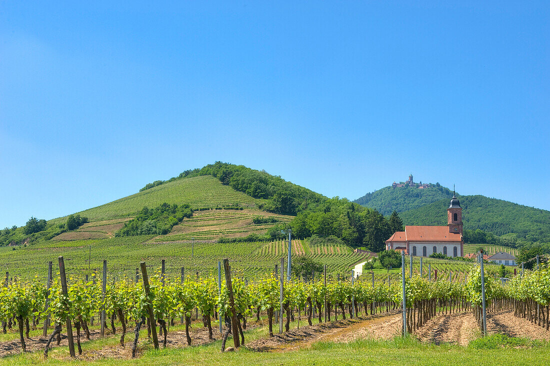 Weinberge bei Orschwiller mit Koenigsburg, Orschwiller, Elsass, Frankreich, Europa