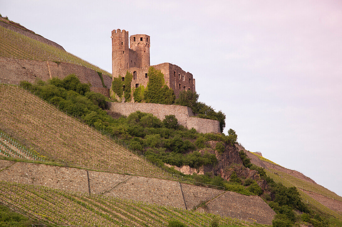 Burg Ehrenfels thront über dem Rhein, Rüdesheim am Rhein, Hessen, Deutschland, Europa