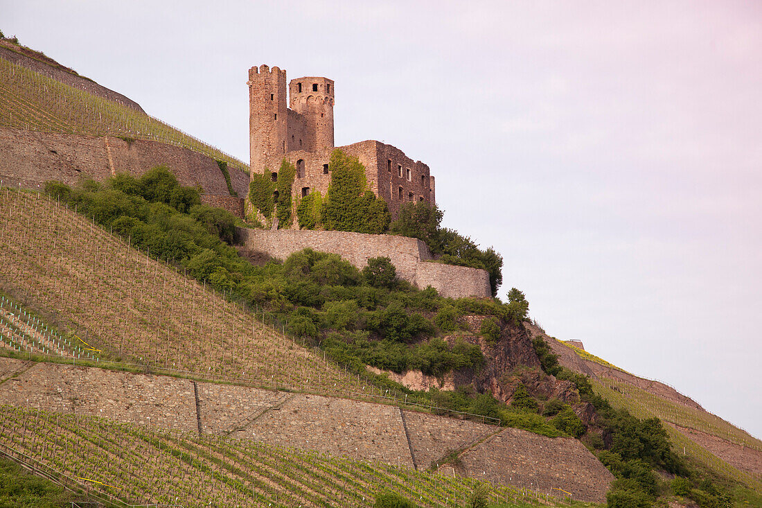 Ehrenfels castle above the Rhine river valley, Rudesheim am Rhein, Hesse, Germany, Europe